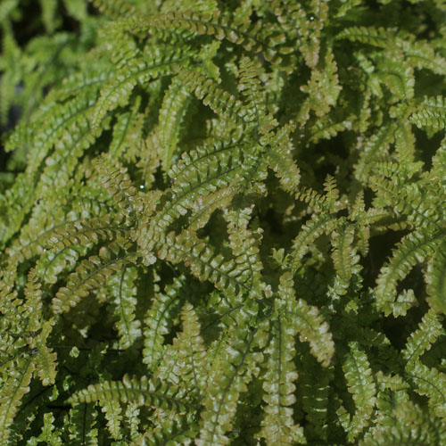 Rosy Maidenhair  (Adiantum hispidulum) 